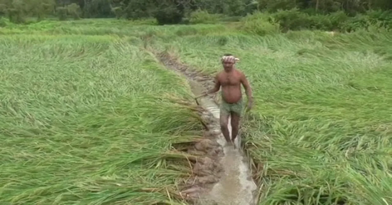  'Three lakh hectare of crop area affected due to Cyclone Bulbul in Odisha'