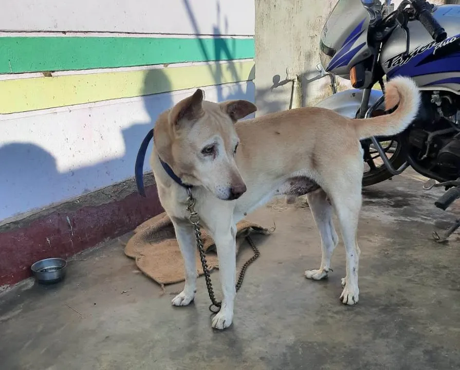  Odisha: Dog bites cobra into pieces, saves master's family
