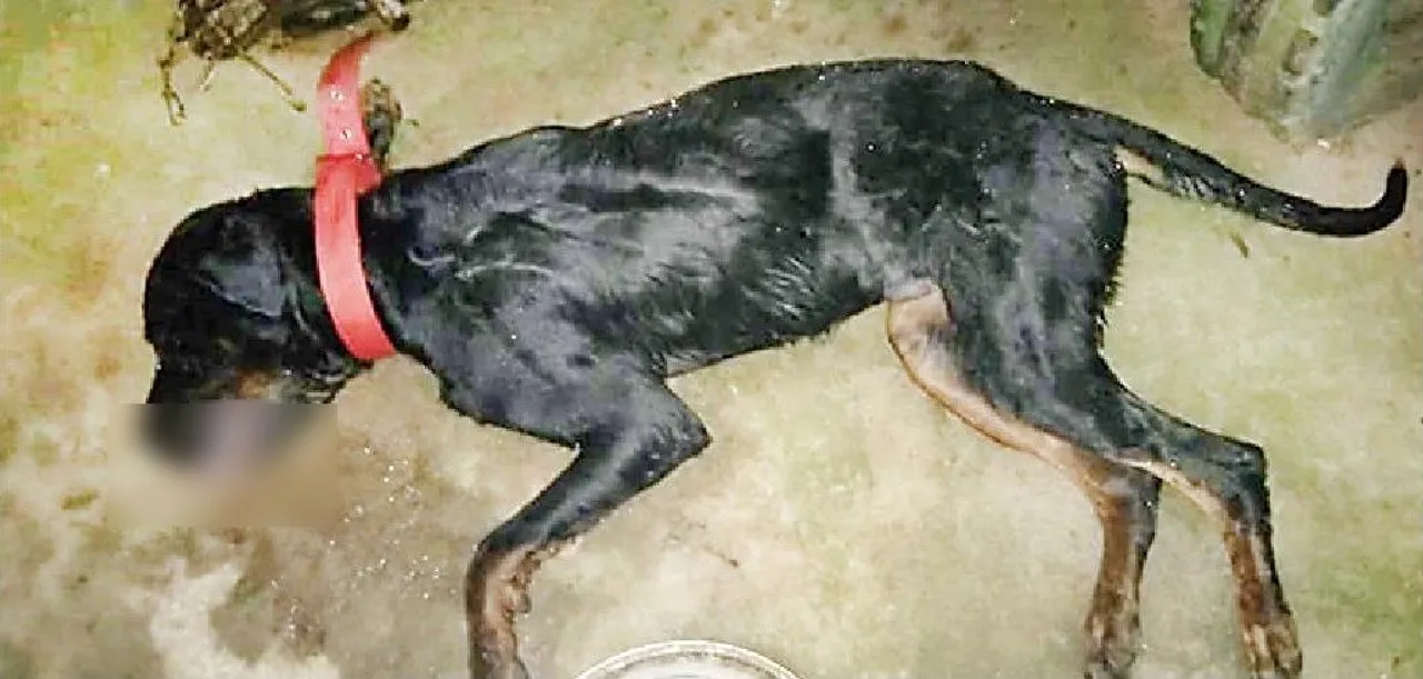  Dog fights off cobra to save master’s family, dies