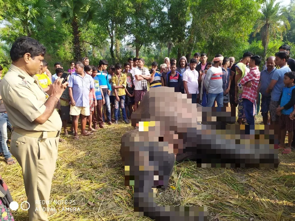  Female elephant found dead in Odisha's Dhenkanal