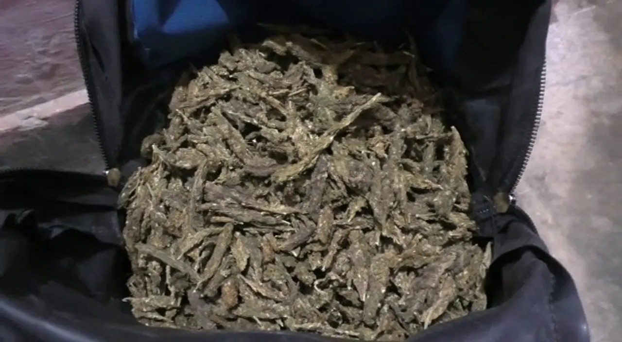  Ganja trader held in Odisha's Khordha
