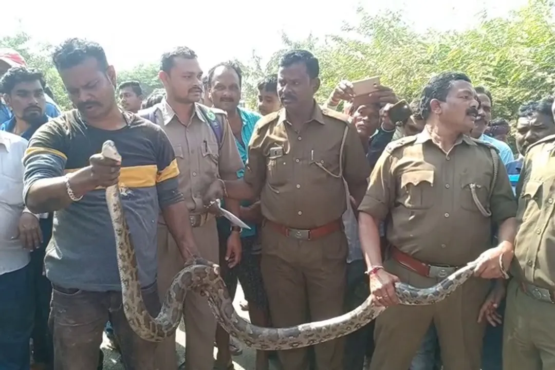  [Watch] Python coiled up inside truck chassis rescued in Odisha