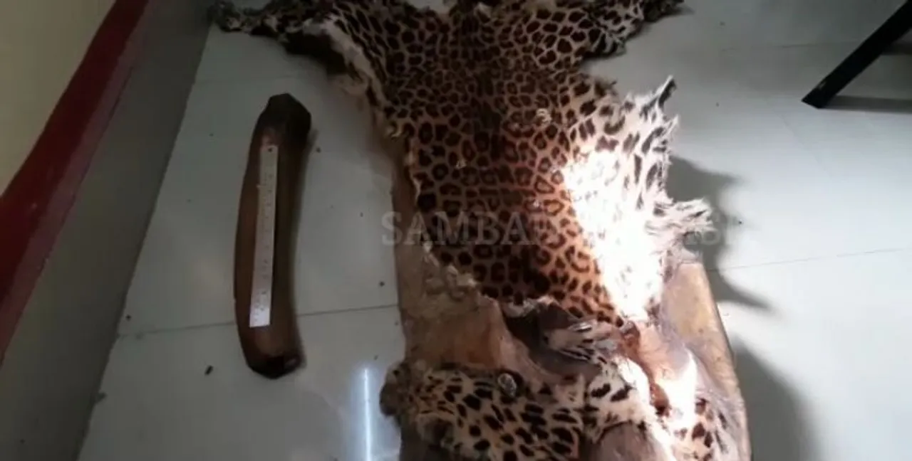  Leopard skin, elephant tusk seized in Odisha; four held