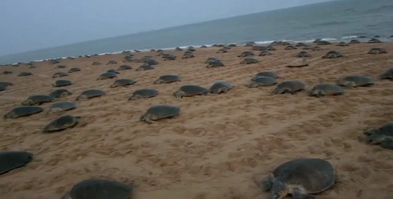  [Watch] Olive Ridleys arrive at Odisha's Gahirmatha; Fishing banned for 7 months