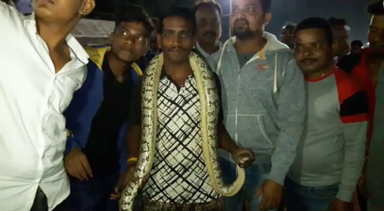  [Watch] Python rescued from road in Odisha
