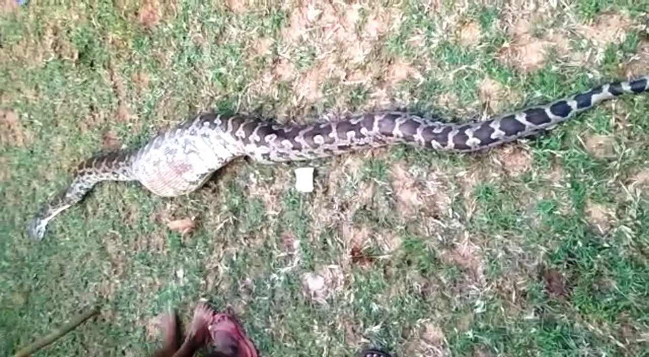  [Watch] Python that swallowed goat rescued by villagers in Odisha