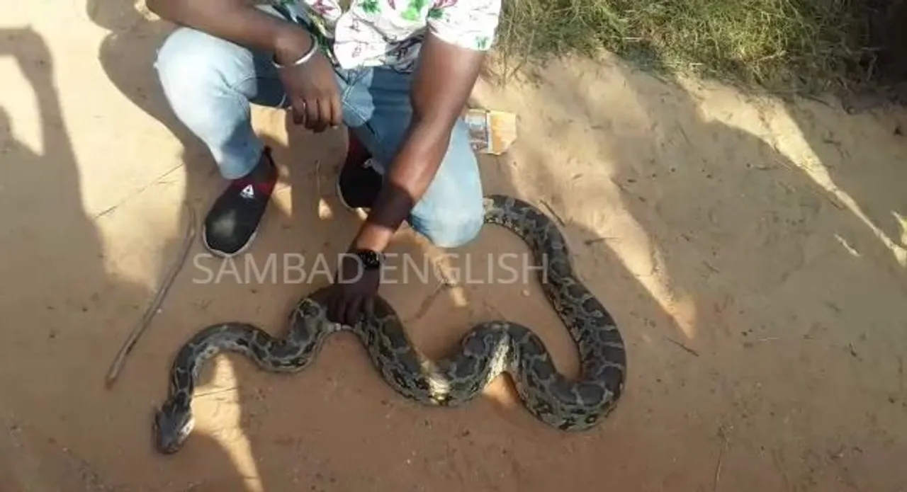  [Watch] 10-ft-long python rescued in Odisha's Balangir