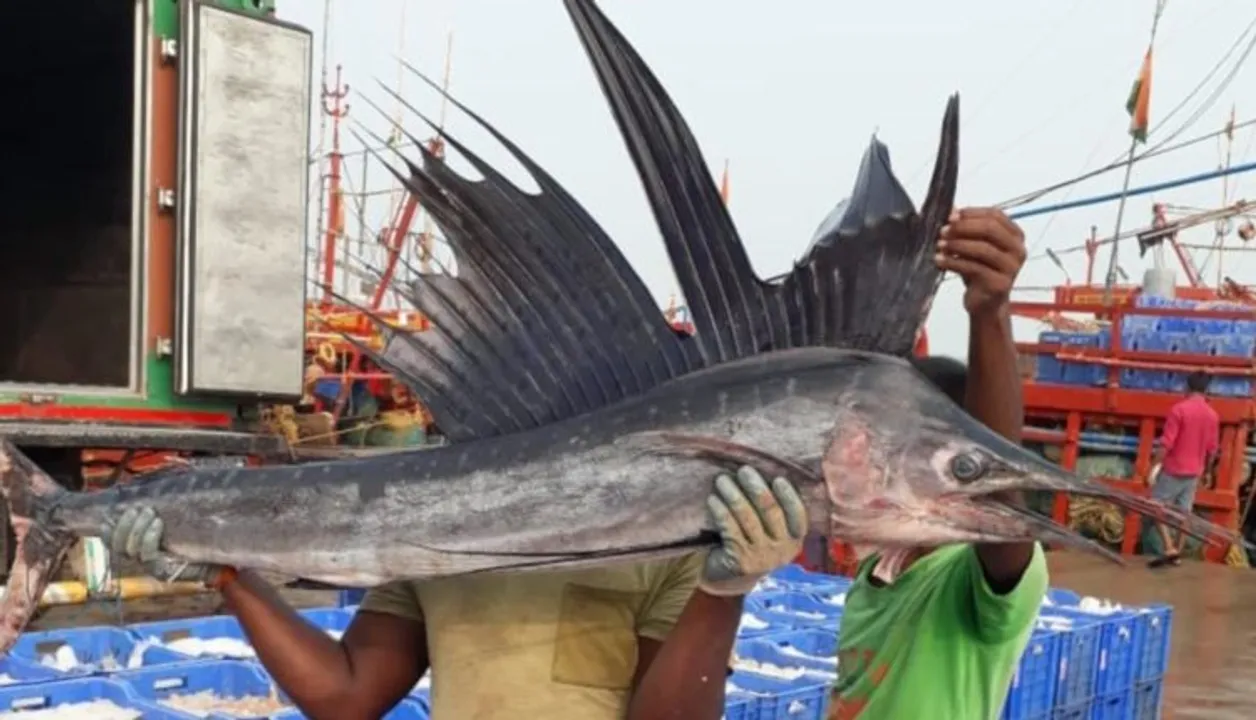  Prize catch: Rare fish sold for whopping Rs 1.2 lakh in Odisha