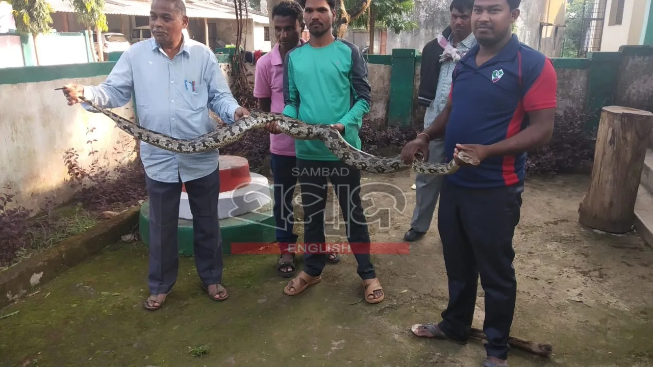  12-ft-long python rescued from farmland in Odisha's Nabarangpur