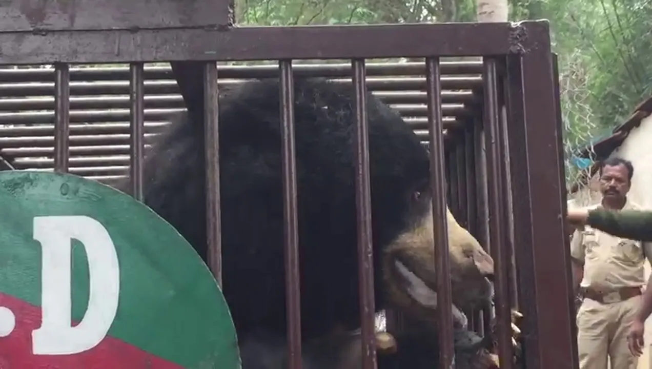  Female bear, two newborn cubs rescued from biogas tank in Odisha