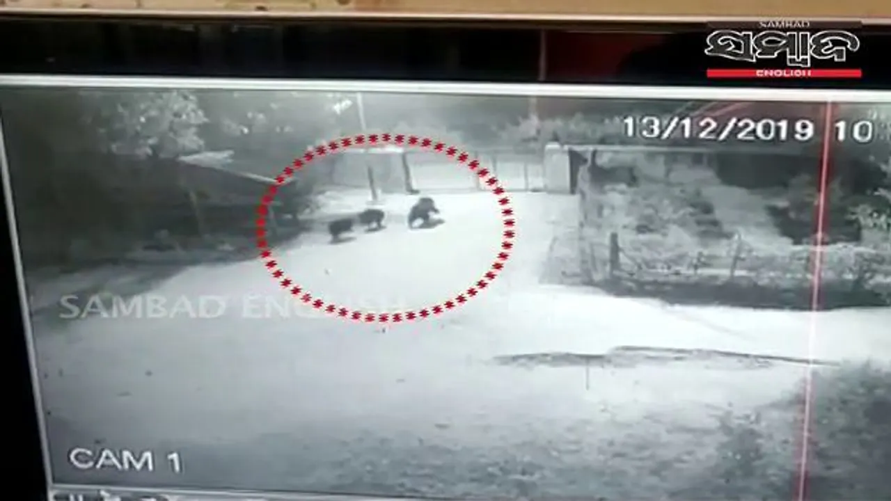  [WATCH] Three bears spotted inside school campus in Odisha