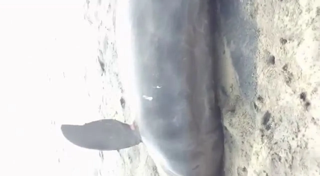  Irrawady dolphin carcasses washed ashore at Pentha beach in Odisha