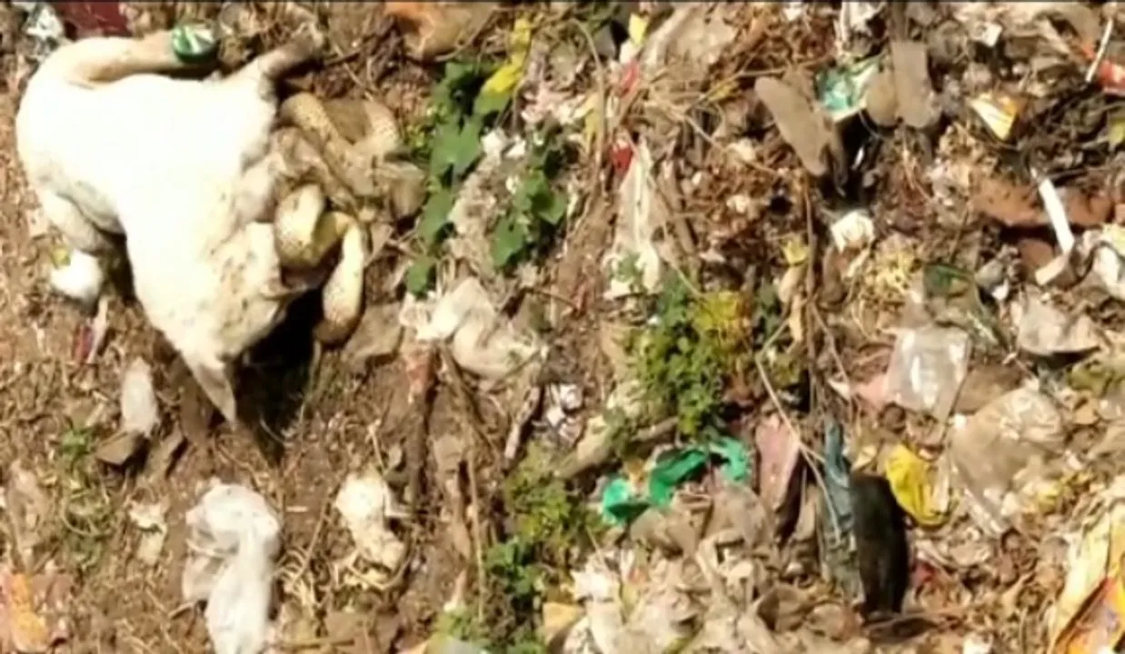  [Watch] Battle of supremacy: Dog-snake bite each other, die