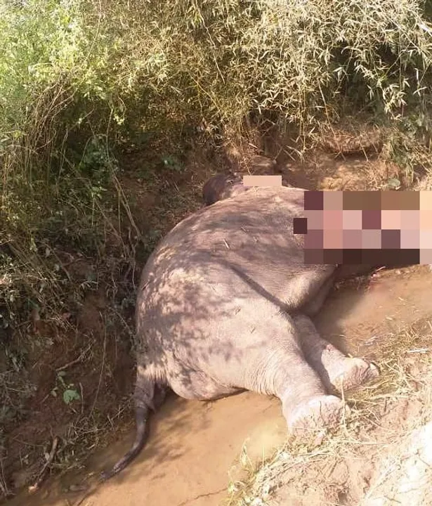  Female elephant found dead in Odisha's Ganjam