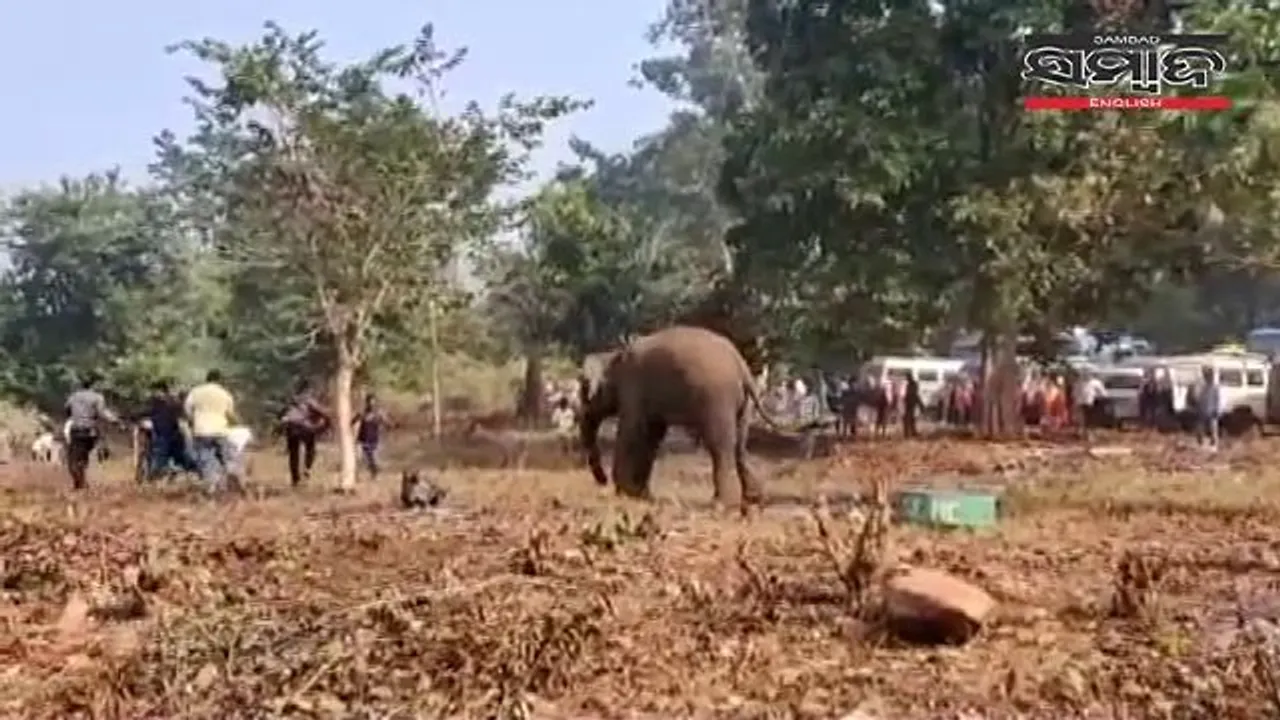  [WATCH] Picnickers run amok as elephant creates havoc in Odisha's Mayurbhanj