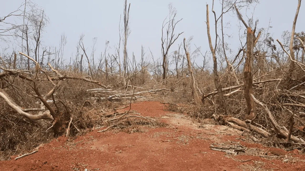  Sanctuary trees uprooted during FANI to be handed over to Srimandir
