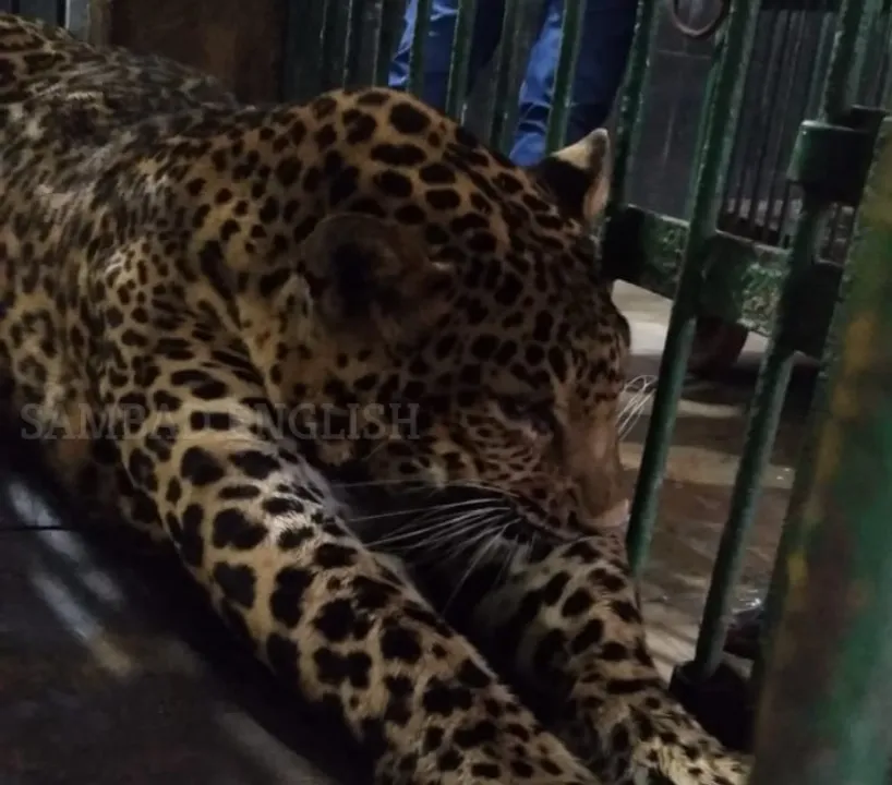  Odisha: Leopard dies at Nandankanan zoo due to illness