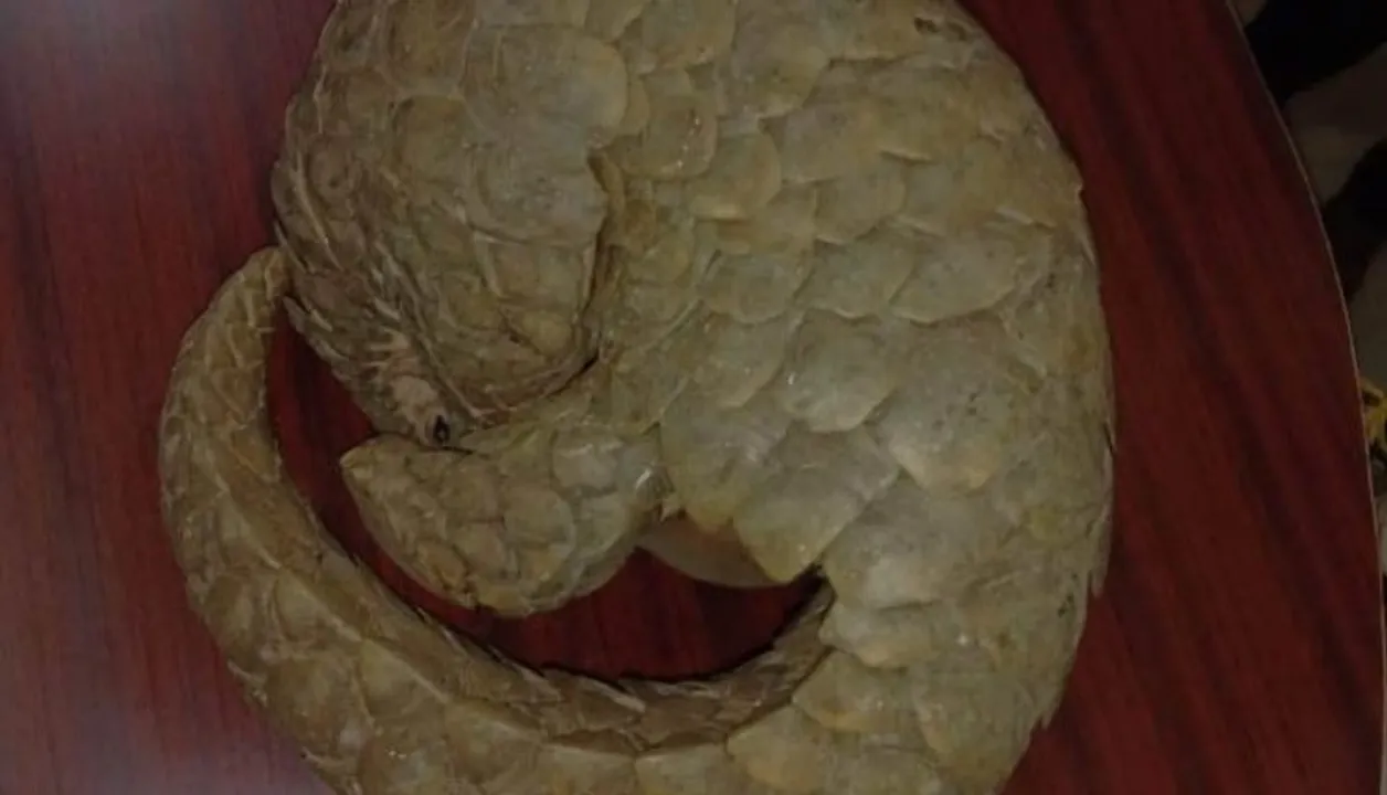  Eight held in Odisha for trying to smuggle pangolin