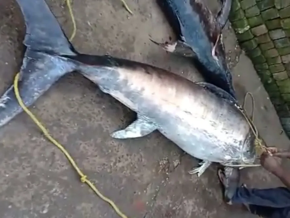  Three rare saltwater fishes caught in Odisha