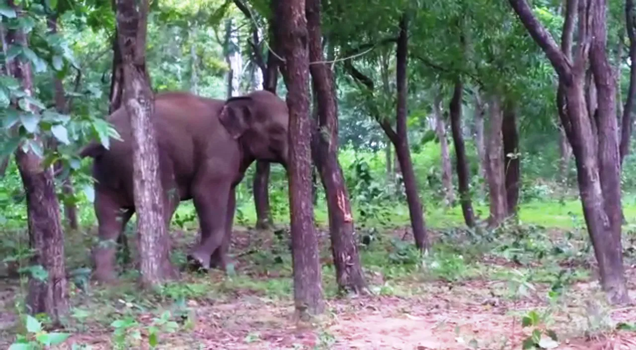  ‘Killer’ tusker tranquilised in Odisha’s Jajpur