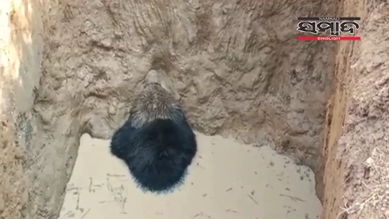  [Watch] Wild bear falls into pit; rescue operation on