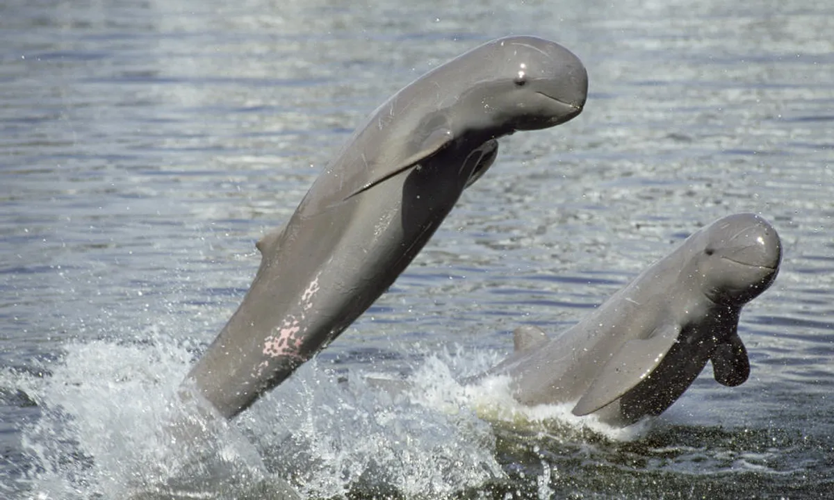  Irrawaddy Dolphins sighted in new areas of Chilika lake