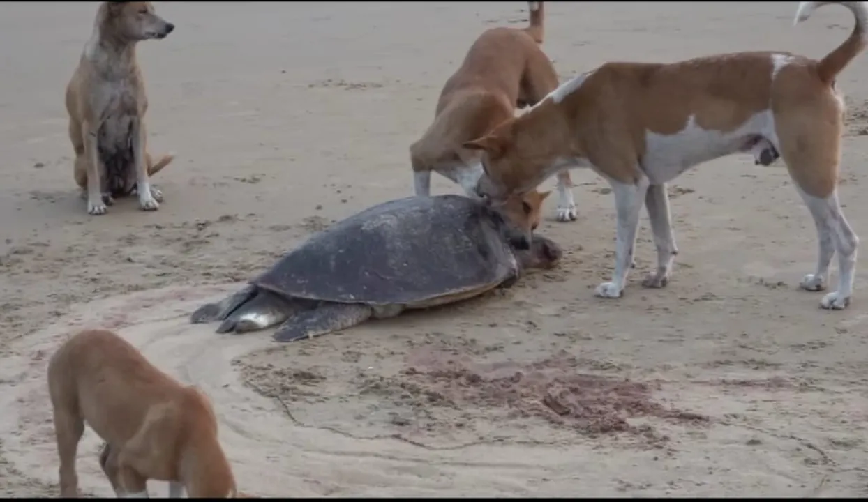  Odisha beach turns graveyard for Olive Ridley turtles  
