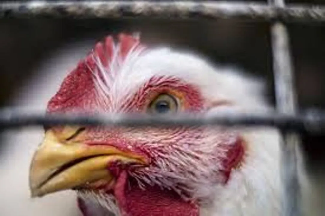 Bird flu spreads its tentacles in Odisha Capital