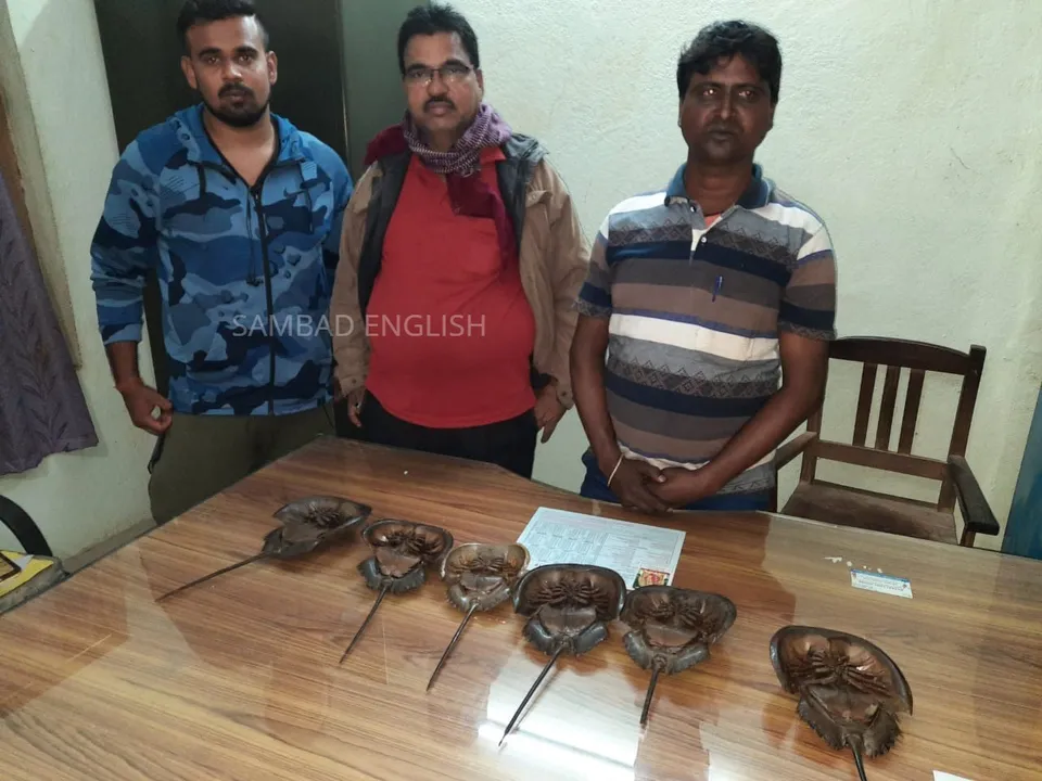  Endangered horseshoe crabs rescued in Odisha, one held