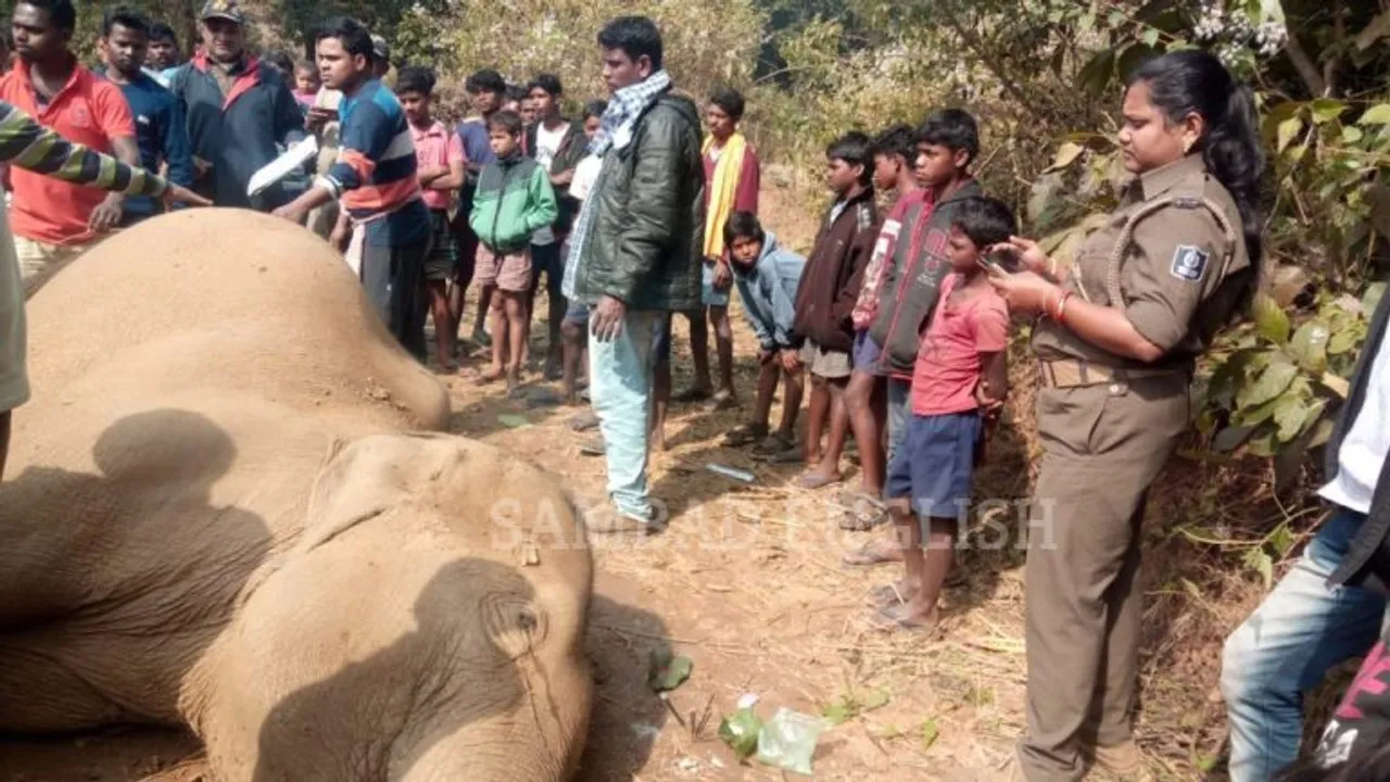  Odisha: Carcass of female elephant found; poachers’ involvement suspected