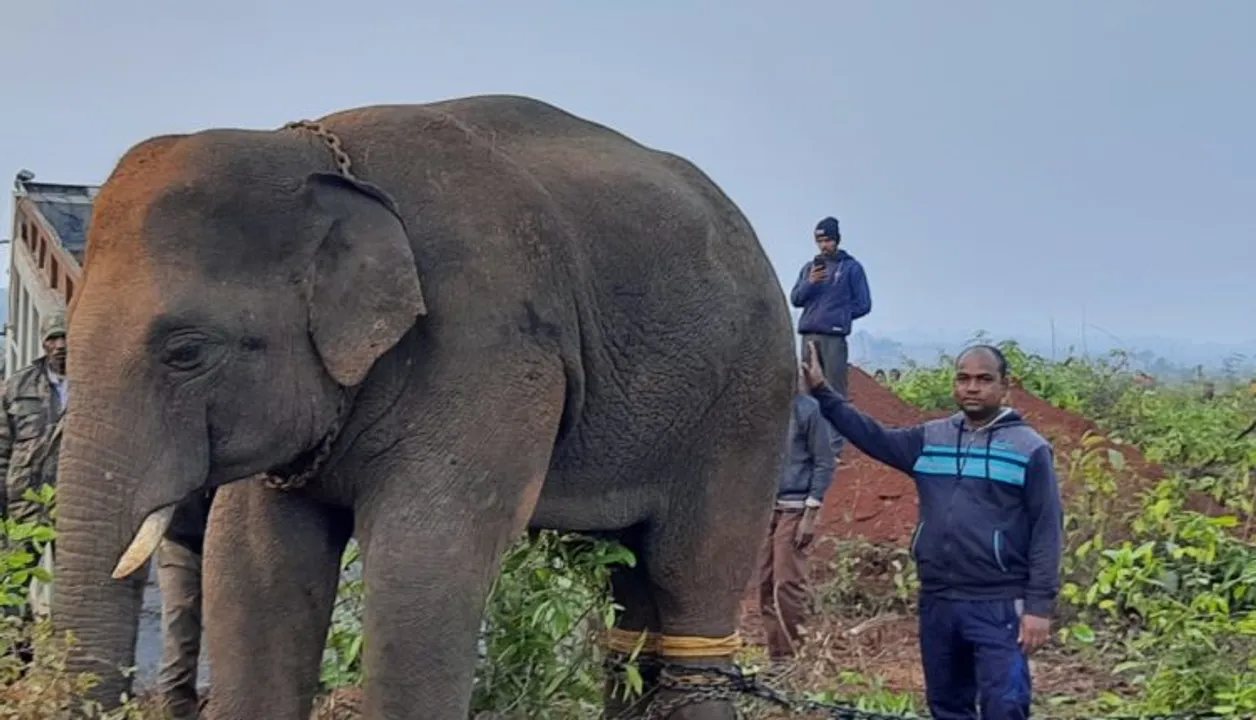  ‘Killer’ elephant relocated to Odisha’s Chandaka sanctuary