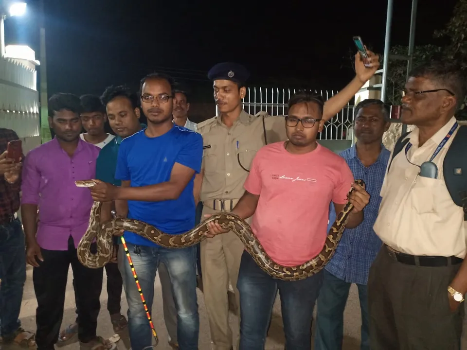  7-ft python rescued from Govt quarters in Odisha