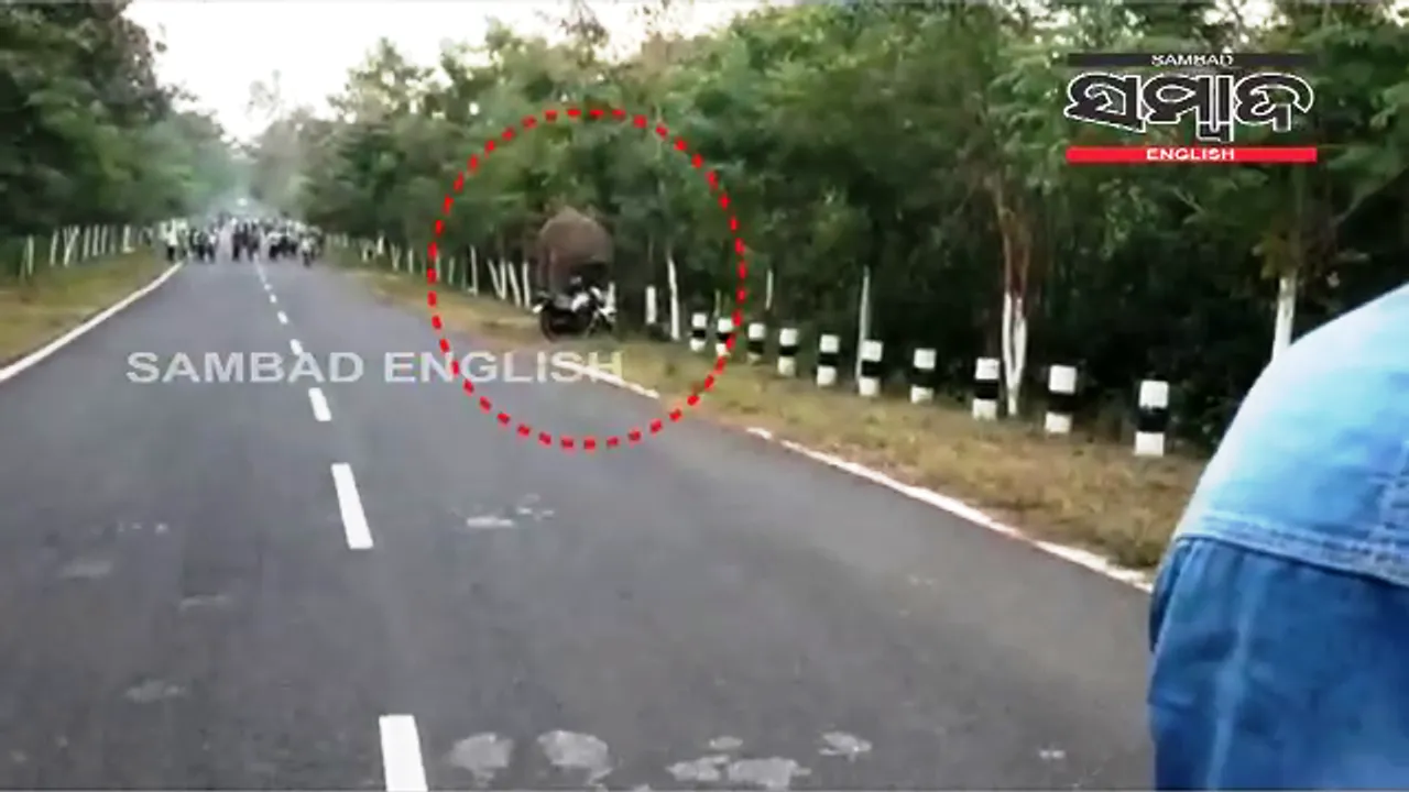  [Watch] Wild elephant goes on rampage, topples vehicle on main road in Odisha  
