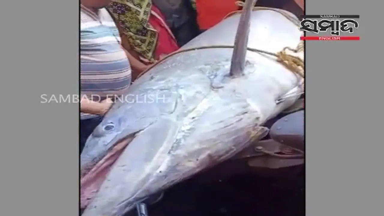  [WATCH] Rare marlin fish 'କାଉ ମାଛ' caught off Odisha coast