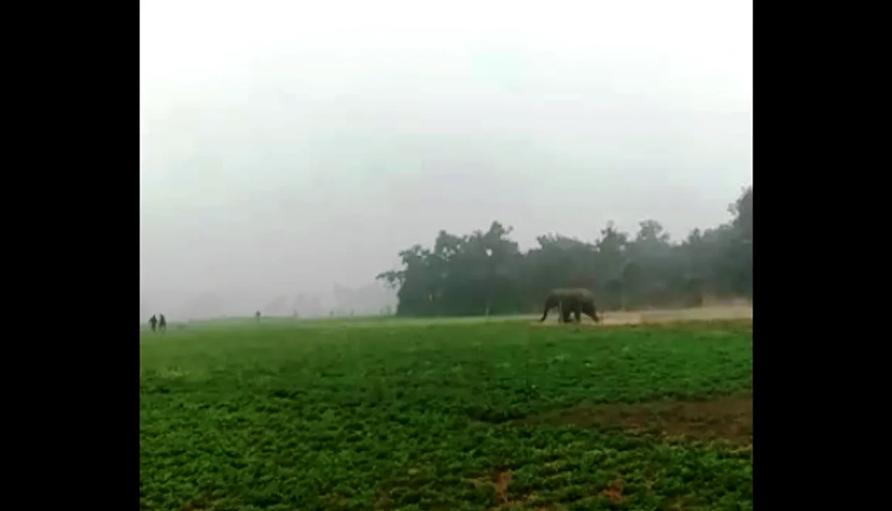  All schools in Jajpur’s Korei block shut following elephant menace