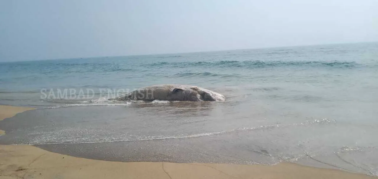  25-foot-long whale carcass recovered from beach in Odisha’s Puri