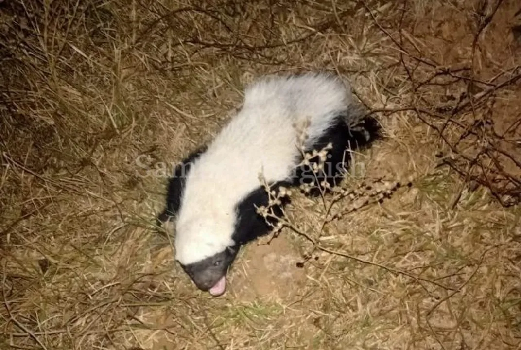  Rare baby bear rescued near Odisha capital