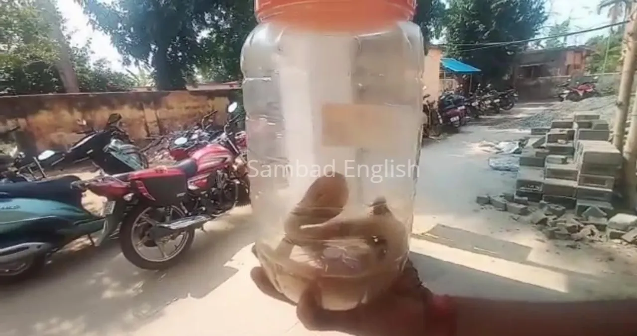  Cobra rescued from Collectorate in Odisha's Jagatsinghpur