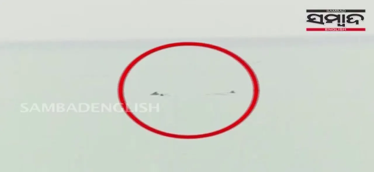  [WATCH] Dolphins spotted along Puri coast in Odisha