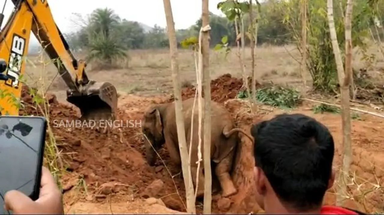  Watch Video: Elephant rescued from ditch in Odisha's Ganjam