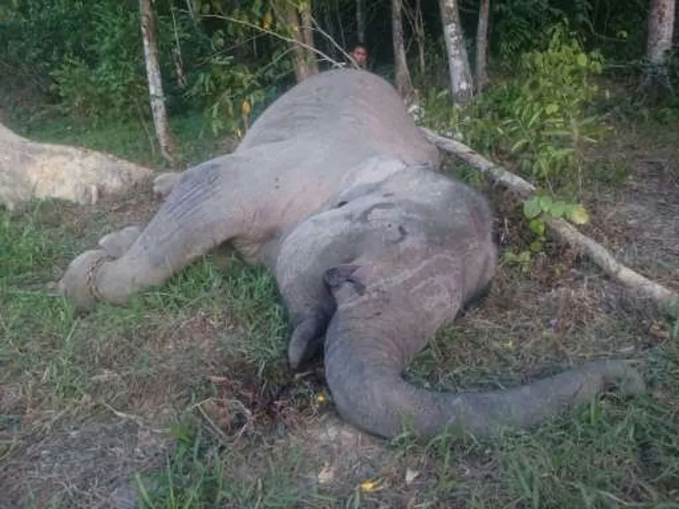  246 elephants died in Odisha in last 3 years: Minister Bikram Keshari Arukha