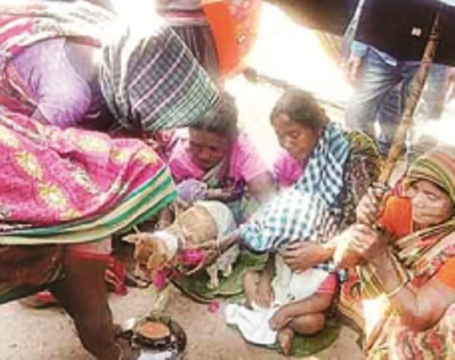  Bizarre! Odisha toddler marries dog for family's prosperity