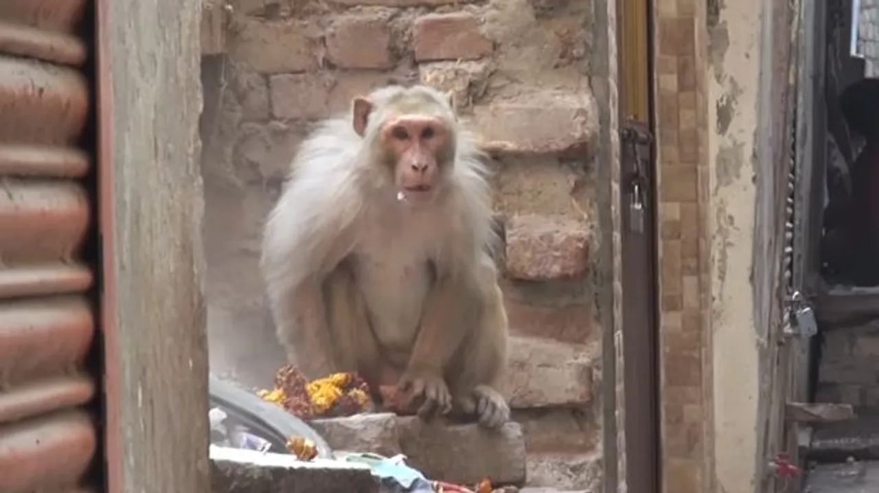 Monkeys on prowl, injure over a dozen people in Odisha