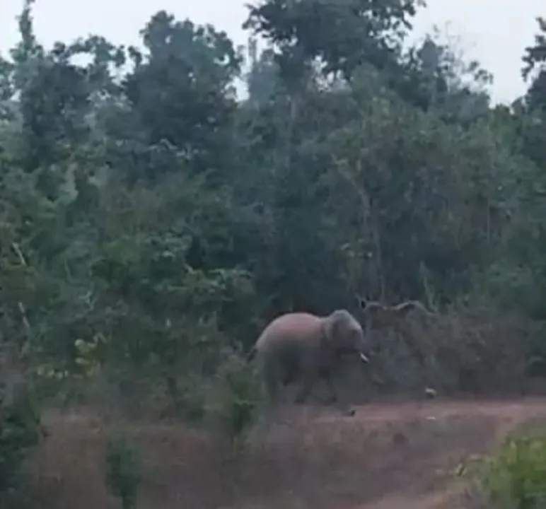  Four killed, five injured in tusker attack in Odisha's Puri
