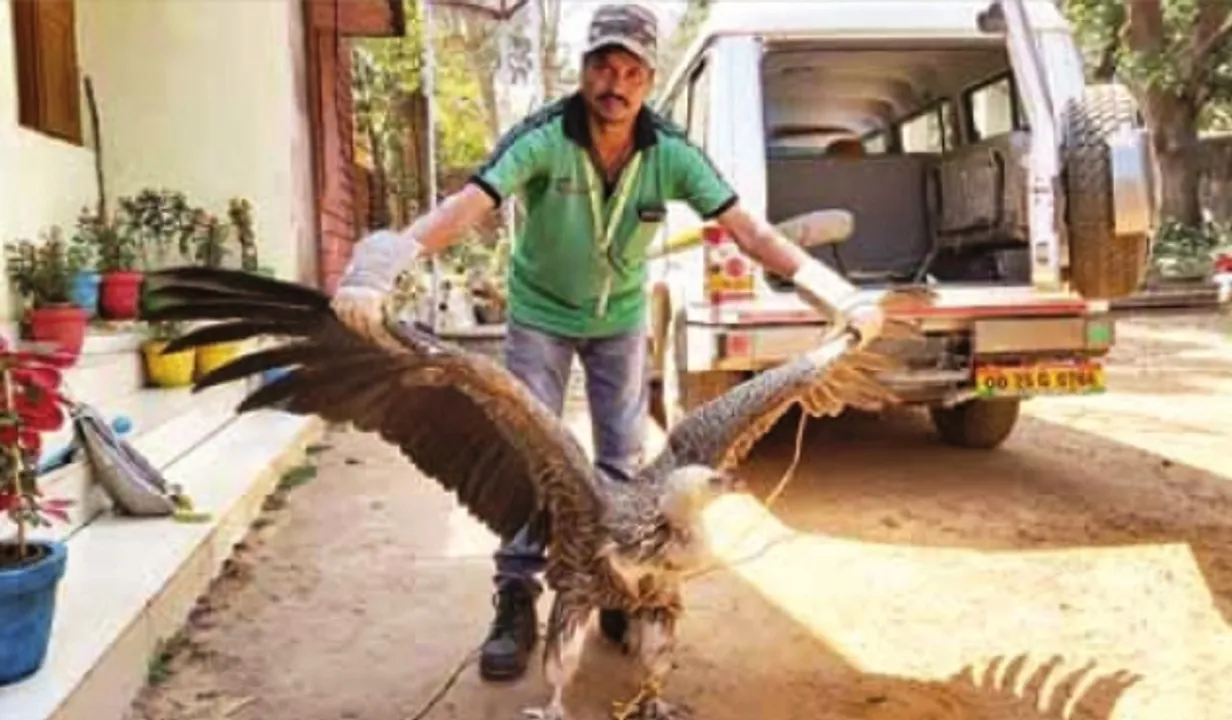  Rare vulture rescued in Odisha's Nayagarh