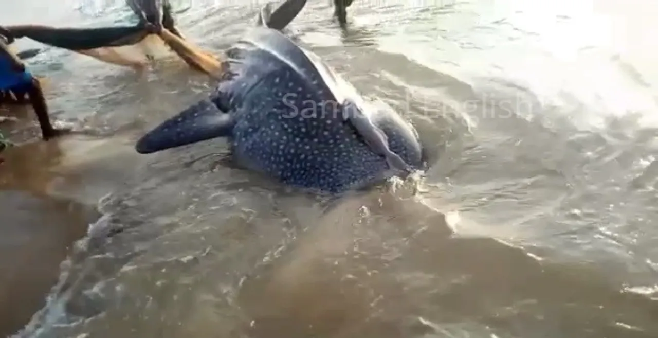  [Watch] Huge whale shark rescued in Odisha sea
