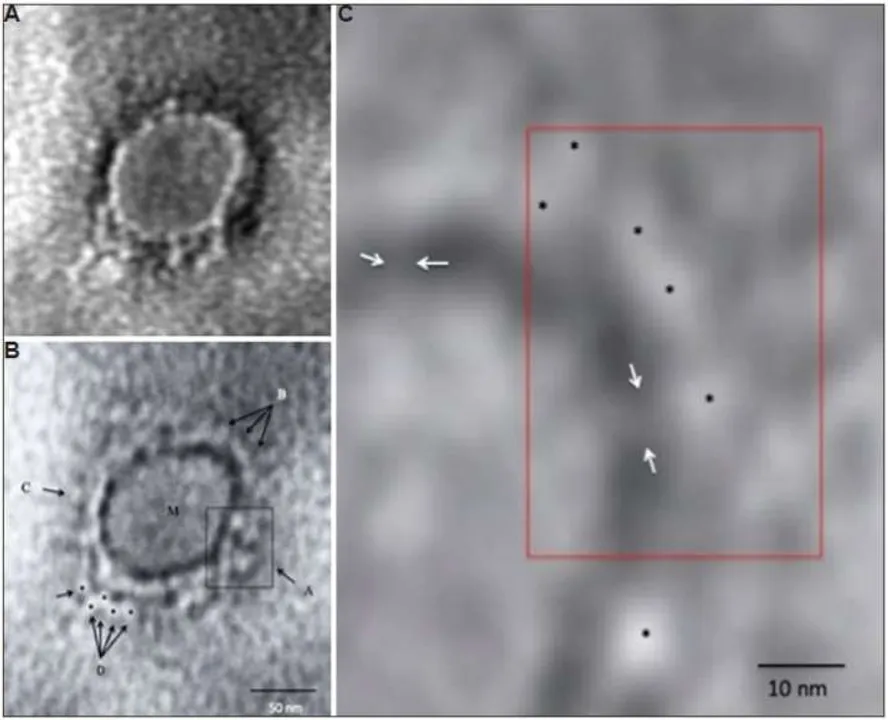  India releases first images of COVID-19