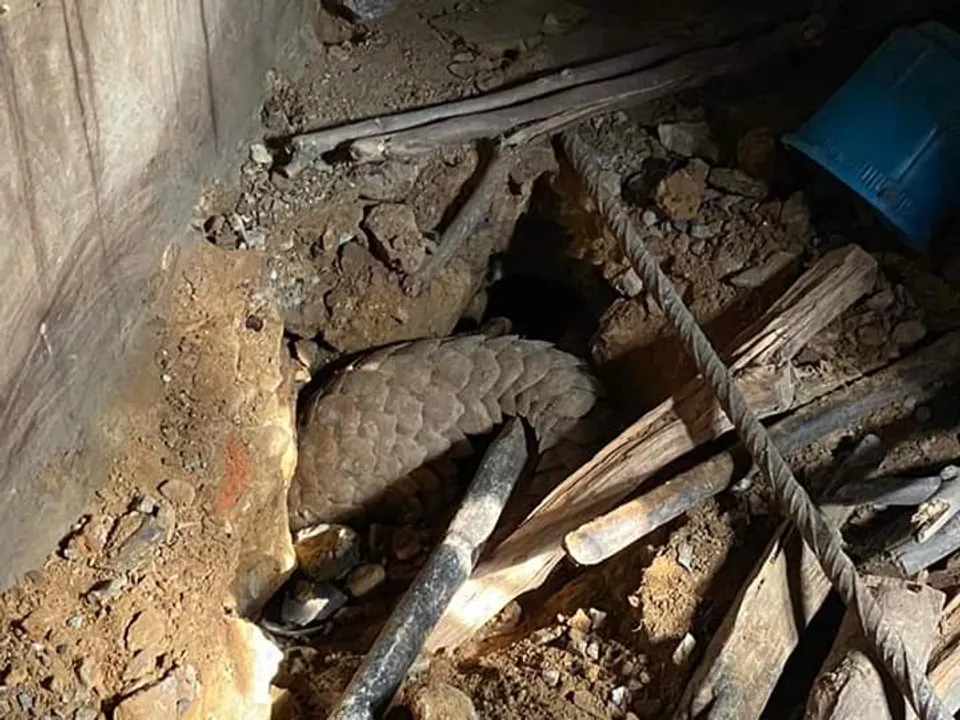  Pangolin rescued from house in Odisha's Jharsuguda