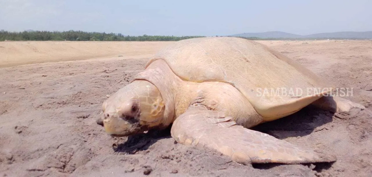  Rare albino turtle found on Odisha beach