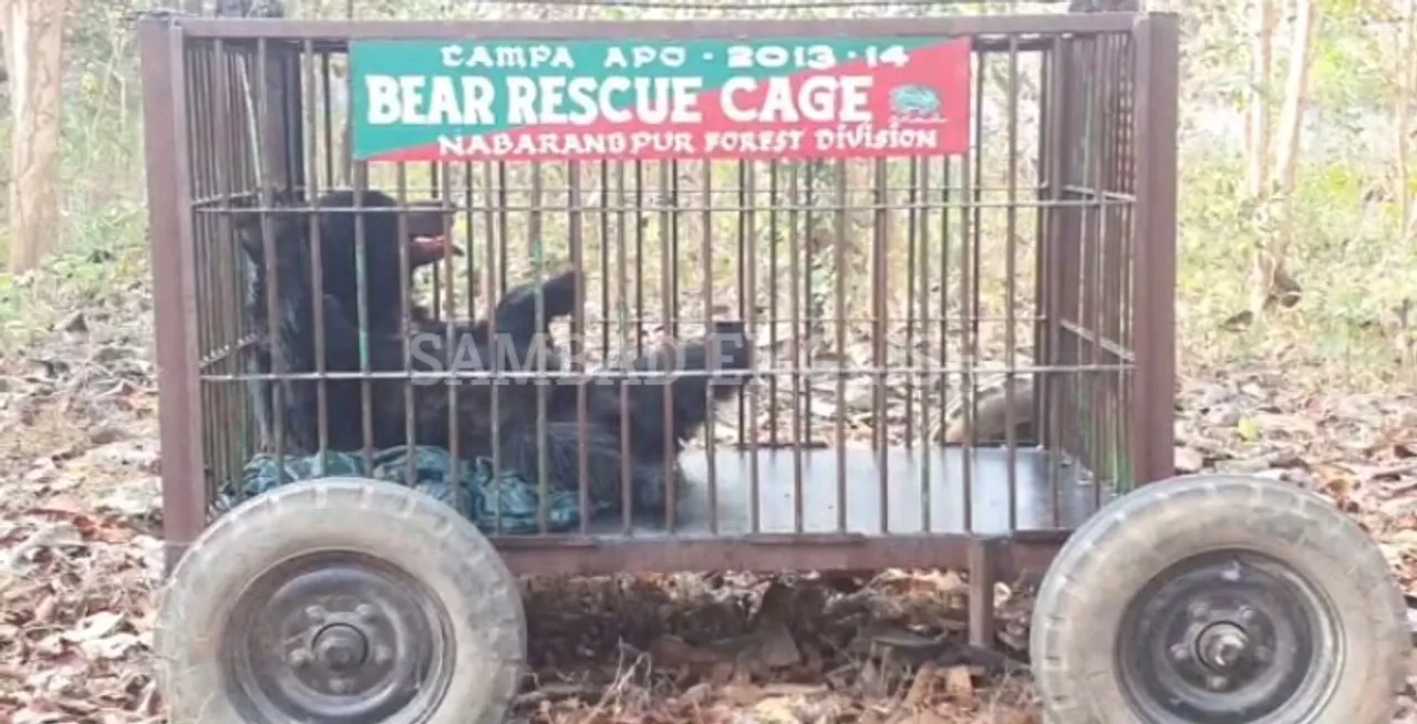  Wild bear strays into Odisha village, rescued